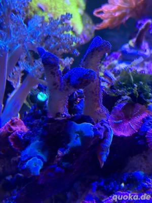 Stylophora pistillata   Milka Koralle Bruchstück Meerwasser Aquarium 