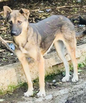 Paddy - wer schenkt ihr ein liebevolles Zuhause?