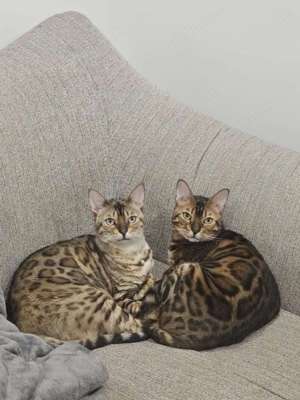 2 reinrassige Bengalkatzen gemeinsam zu vergeben mit Stammbäumen