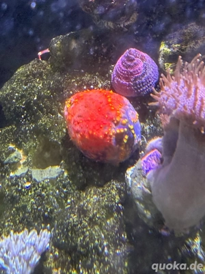 Pseudocolochirus violaceus   Bunter Seeapfel Meerwasser Aquarium   Koralle 