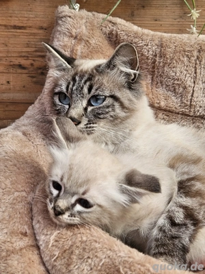 Edelmix Kätzchen Kater