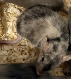 2 männliche Gesunde Farbmäuse abzugeben