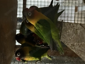 Agapornieden - Unzertrennliche