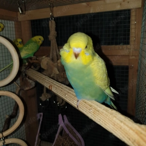 Wellensittiche zur Abgabe