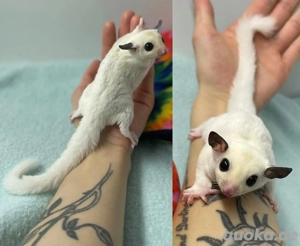 Wunderschönes Cr meino-Zuckergleiter-Paar   Gesund, Zahm und Bereit für ein Neues, Liebendes Zuh