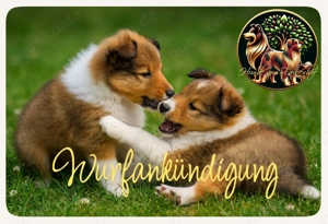 Sheltie Welpen aus erstklassiger Abstammung, gesund und wunderschön