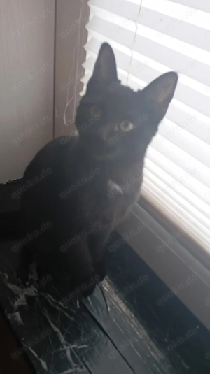 Hübscher junger Kater in gute Hände abzugeben  *Gegen Schutzgebühr*