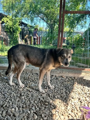 Banjo, der vergessene