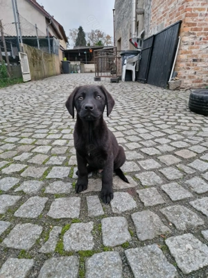 Labrador  