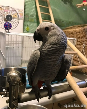 ich suche ein kongo Graupapagei Männchen 