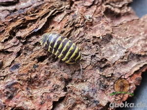 Armadillidium maculatum Yellow Asseln Rollasseln