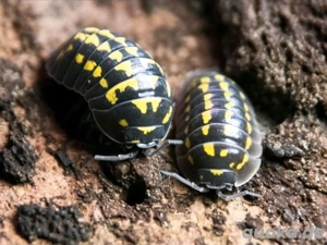 Armadillidium gestroi Asseln Rollasseln