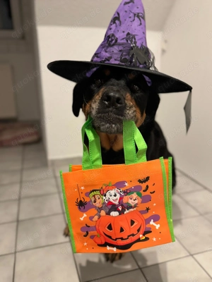 Gnadenplatz für Rottweiler Hündin 