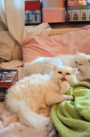 Baby katze Perser Mädchen.Junge. 