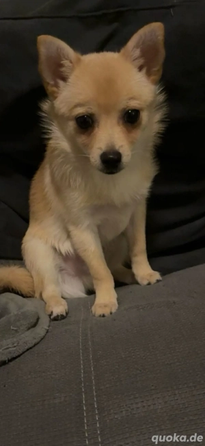 Simba sucht ein neues zuhause