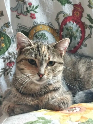 Nina Freundliches Tigermädel sucht ihre Freundin