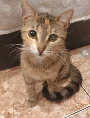 Nina Freundliches verschmustes Katzenmädel sucht ihre Familie