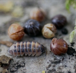 Armadillidium spec St. Lucia Asseln Rollasseln 