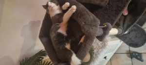 Babykatzen, Kitten, Kätzchen