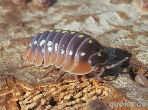Armadillidium klugii Montenegro Asseln Rollasseln