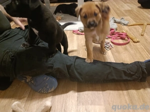 3 Bulldoggen mix Rüden 