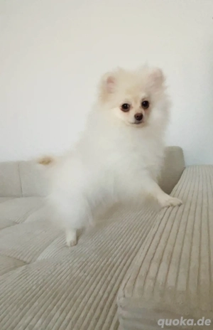 Pomeranian Zwergspitz
