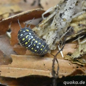 Armadillidium frontetriangulum Korfu Asseln Rollasseln 