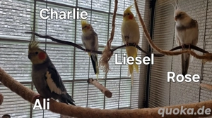 2 Paare Nymphensittiche, optional mit Käfig und Zubehör