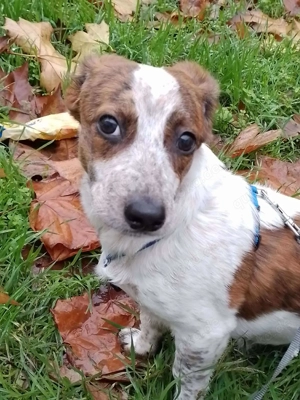 LORD - Traumzuhause gesucht (wartet in Rumänien)