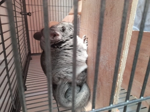Chinchilla männchen
