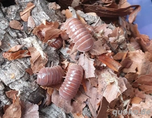 Armadillo officinalis Brown Asseln Rollasseln 