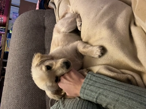 Die kleine Daisy (6 Monate) sucht ein zu Hause  Bild 4