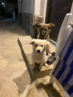 Die kleine Daisy (6 Monate) sucht ein zu Hause  Bild 3