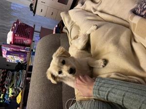 Die kleine Daisy (6 Monate) sucht ein zu Hause  Bild 5