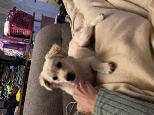 Die kleine Daisy (6 Monate) sucht ein zu Hause  Bild 1