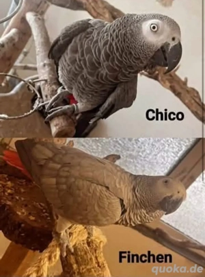 grau pspageien pärchen 