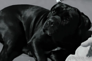 Cane Corso Hündin 4 Jahre