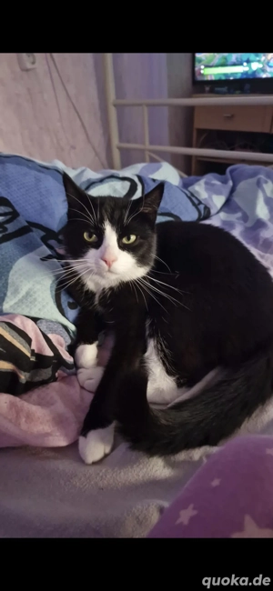 1,5 Jahre alter EKH Kater abzugeben 