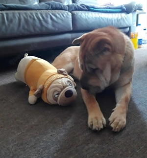 Otto sucht ganz dringend neue Bleibe  Bild 13