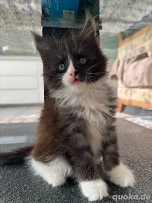 Maine Coon Reinrassig mit Stammbaum