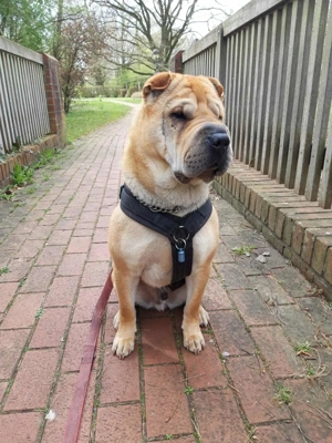 Otto sucht ganz dringend neue Bleibe 