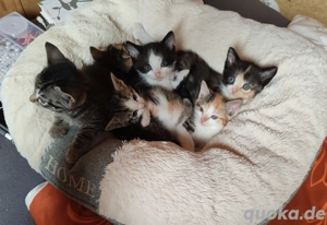 Kitten ab Ende Dezember abzugeben 