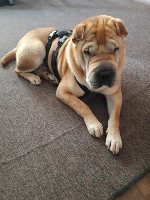 Otto sucht ganz dringend neue Bleibe 