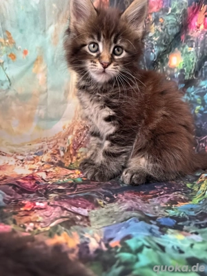 Maine Coon Reinrassig mit Stammbaum