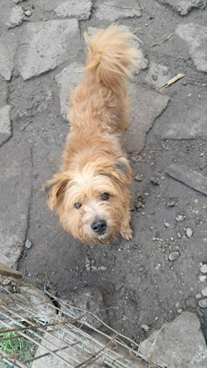 Mogli, kleiner Wuschel sucht sein Zuhause