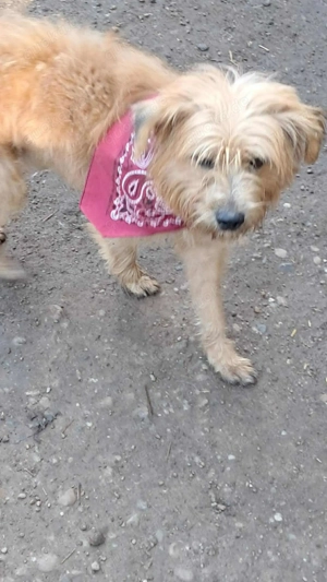 Mogli, kleiner Wuschel sucht sein Zuhause Bild 4