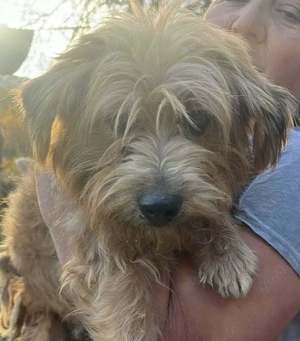 Mogli, kleiner Wuschel sucht sein Zuhause Bild 3