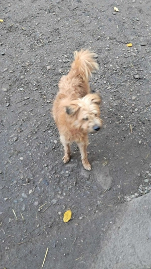 Mogli, kleiner Wuschel sucht sein Zuhause Bild 2