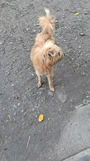 Mogli, kleiner Wuschel sucht sein Zuhause Bild 5