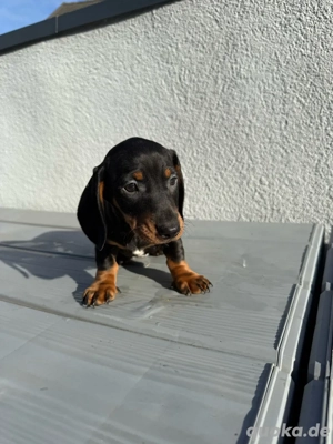 Zwergdackel Welpen Dackel